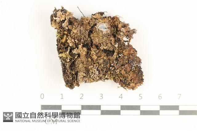 登錄號:L00003769藏品圖，第1張