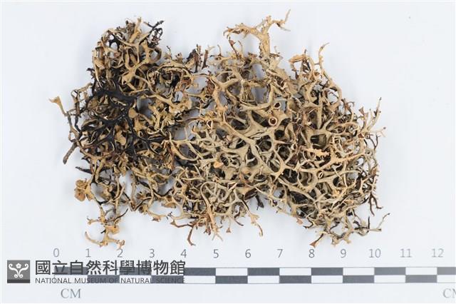 登錄號:L00002649藏品圖，第1張