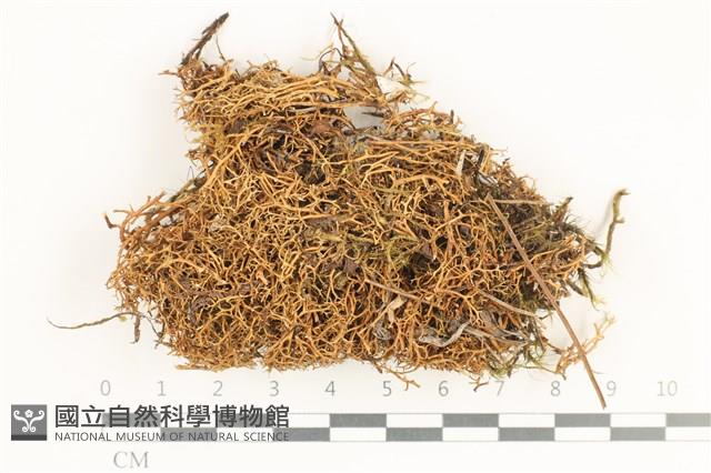 登錄號:L00000549藏品圖，第1張
