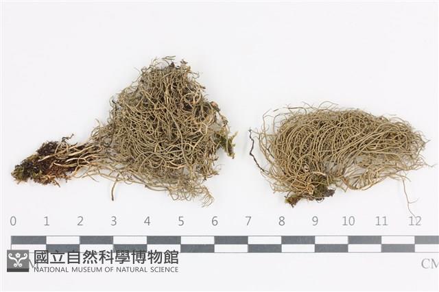 登錄號:L00002629藏品圖，第1張