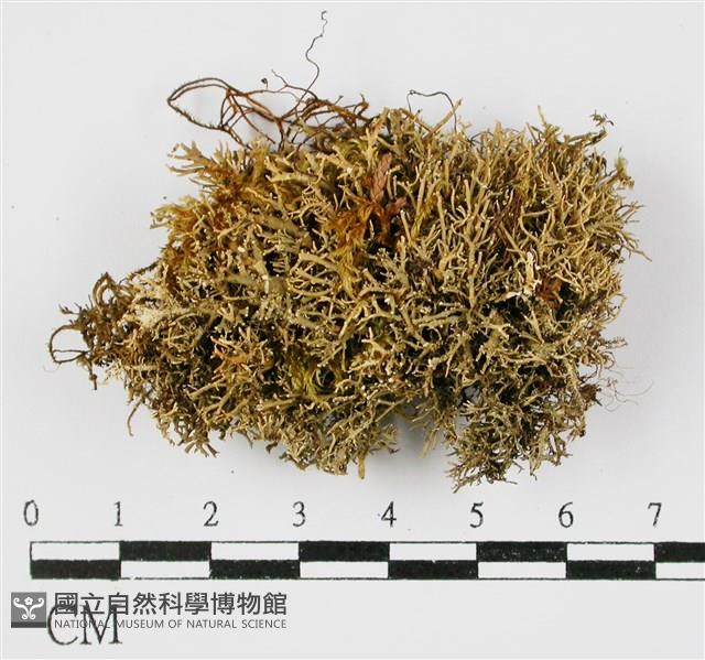 登錄號:L00000629藏品圖，第1張