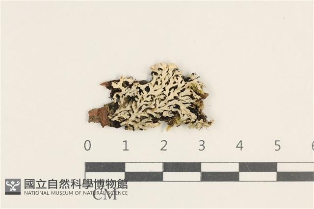 登錄號:L00003629藏品圖，第1張