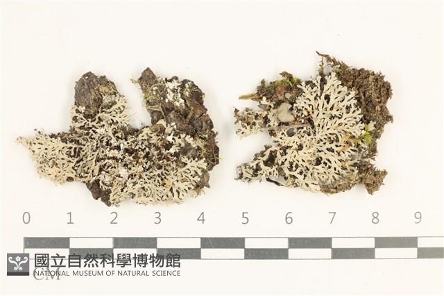 登錄號:L00003529藏品圖，第1張