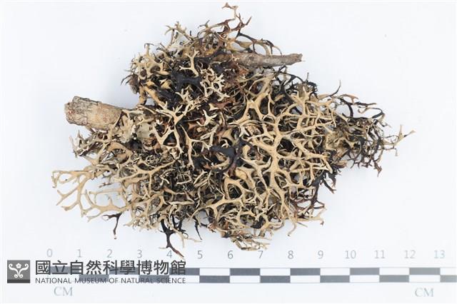 登錄號:L00002729藏品圖，第1張