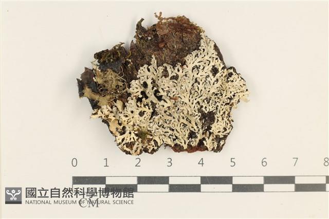 登錄號:L00003729藏品圖，第1張