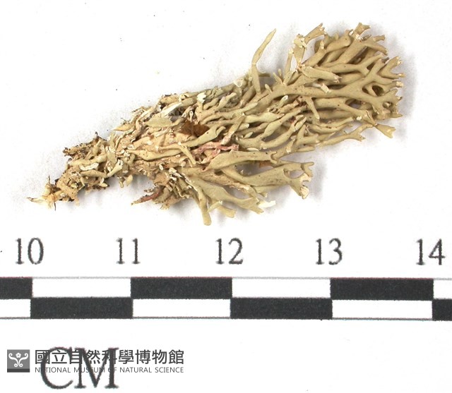 登錄號:L00000579藏品圖，第1張
