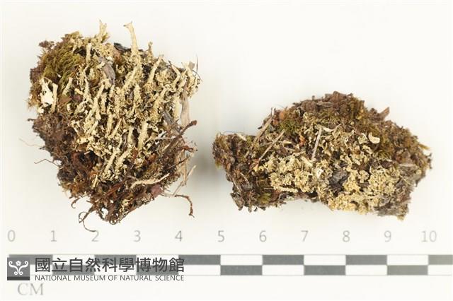 登錄號:L00001579藏品圖，第1張