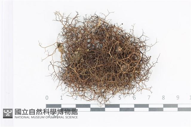 登錄號:L00001779藏品圖，第1張