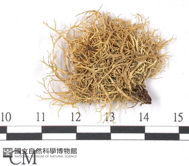 登錄號:L00001759藏品圖，第1張