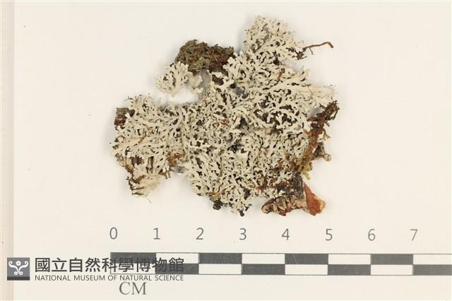 登錄號:L00003639藏品圖，第1張