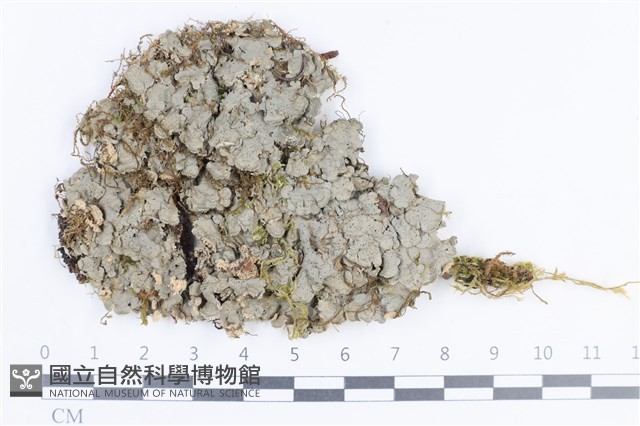 環紋瓦衣藏品圖，第1張