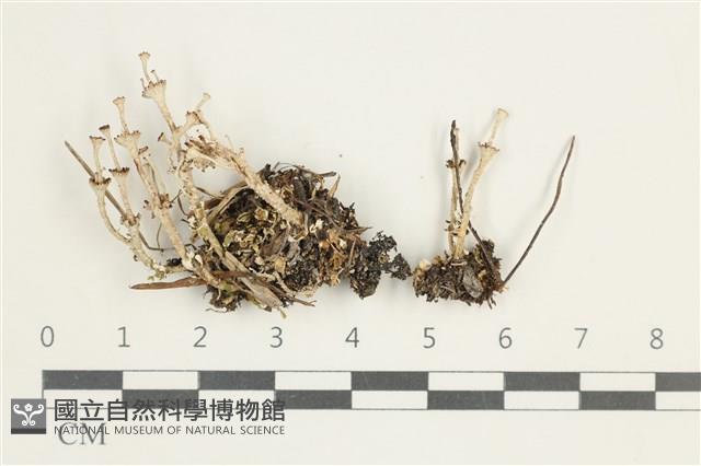 登錄號:L00001606藏品圖，第1張