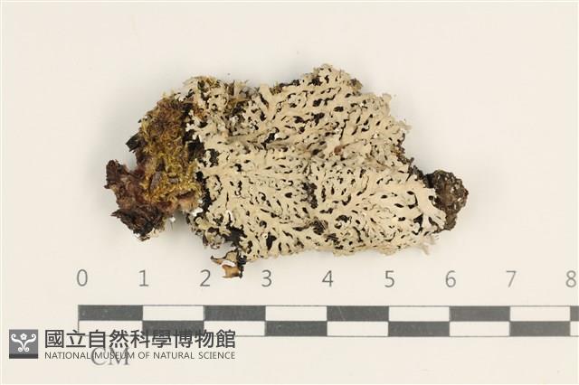 登錄號:L00003706藏品圖，第1張