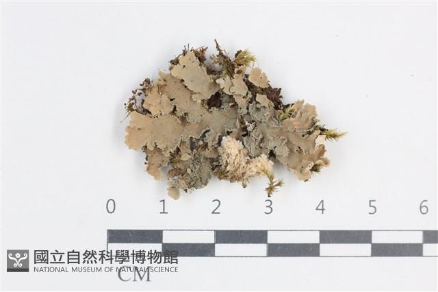 登錄號:L00002766藏品圖，第1張