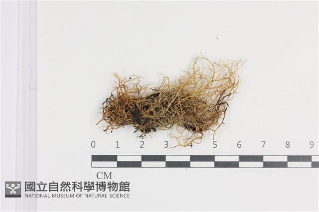 登錄號:L00001616藏品圖，第1張