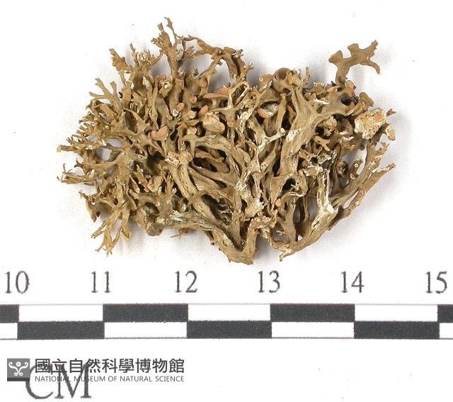 登錄號:L00002626藏品圖，第1張