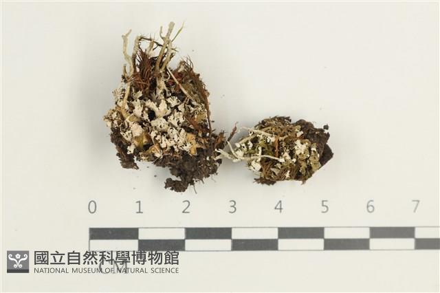 登錄號:L00002726藏品圖，第1張