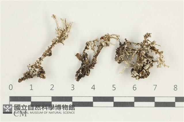 登錄號:L00001676藏品圖，第1張