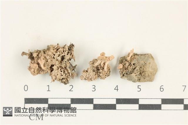 登錄號:L00001776藏品圖，第1張