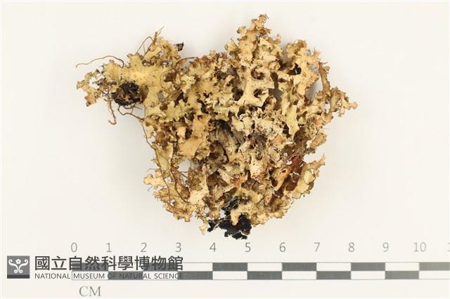 登錄號:L00001636藏品圖，第1張