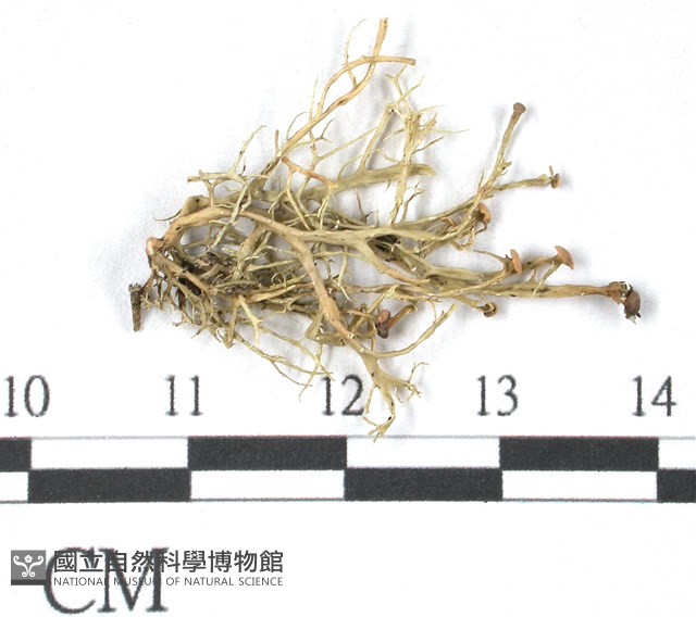登錄號:L00001724藏品圖，第1張