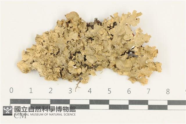 登錄號:L00000787藏品圖，第1張