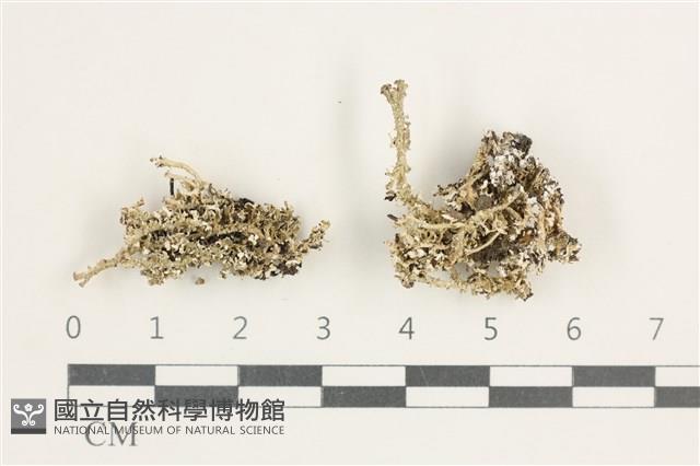 登錄號:L00000507藏品圖，第1張