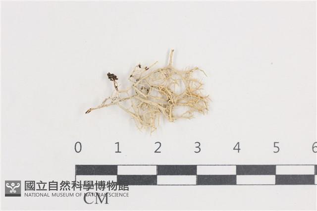 登錄號:L00003717藏品圖，第1張