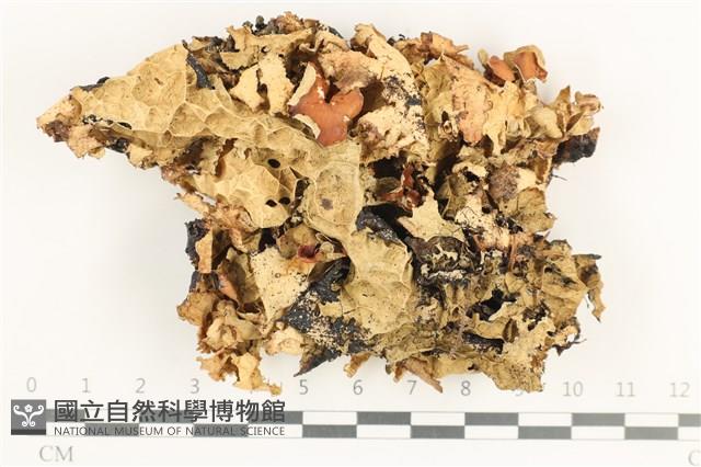登錄號:L00001647藏品圖，第1張