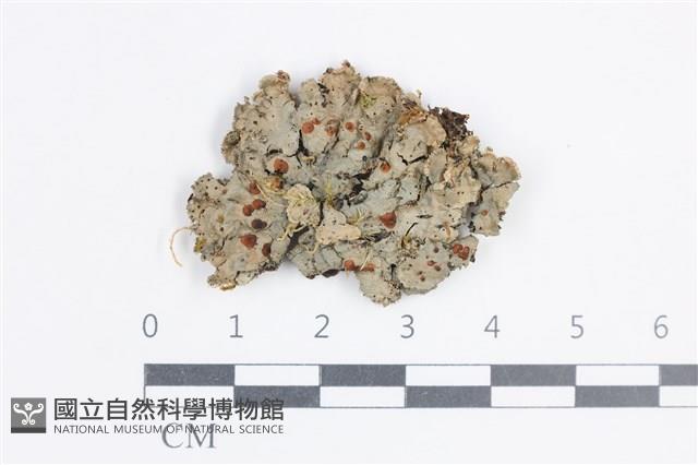 環紋瓦衣藏品圖，第1張