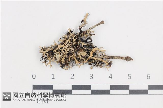 登錄號:L00000527藏品圖，第1張