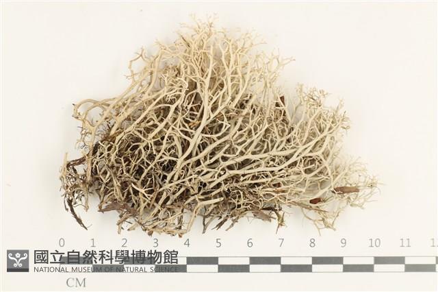 登錄號:L00000727藏品圖，第1張