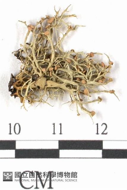 登錄號:L00001727藏品圖，第1張