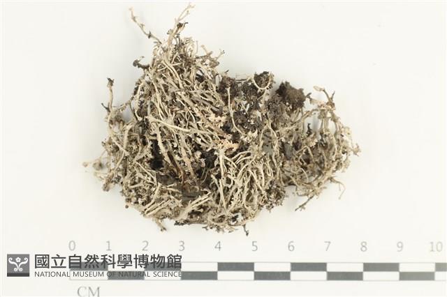 登錄號:L00001677藏品圖，第1張