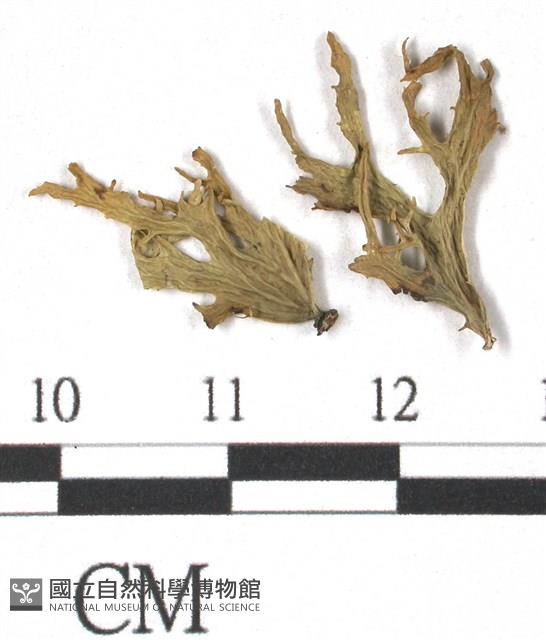 登錄號:L00000757藏品圖，第1張