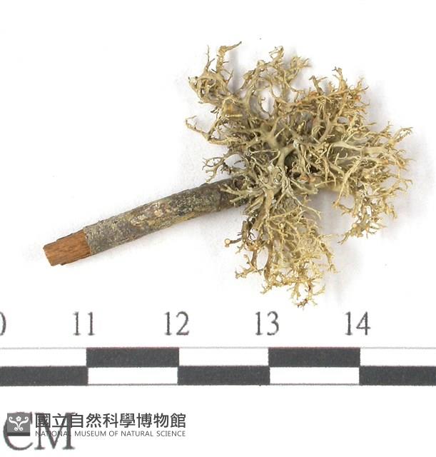 登錄號:L00000797藏品圖，第1張