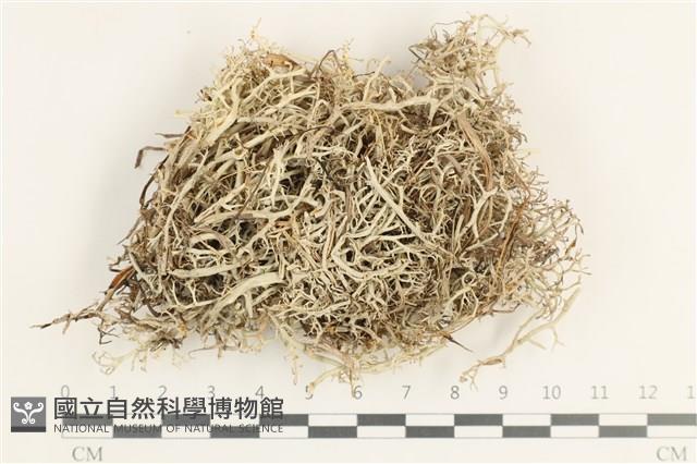 登錄號:L00000765藏品圖，第1張