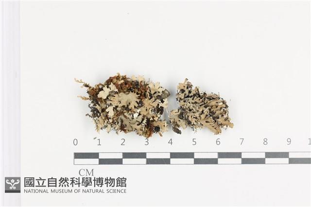 登錄號:L00000715藏品圖，第1張