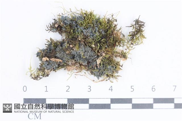 登錄號:L00002725藏品圖，第1張
