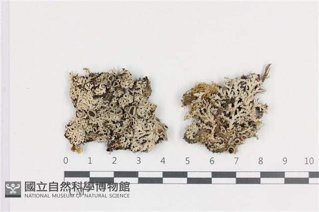 登錄號:L00000775藏品圖，第1張