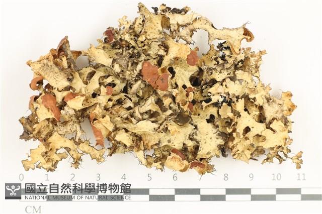 登錄號:L00000755藏品圖，第1張