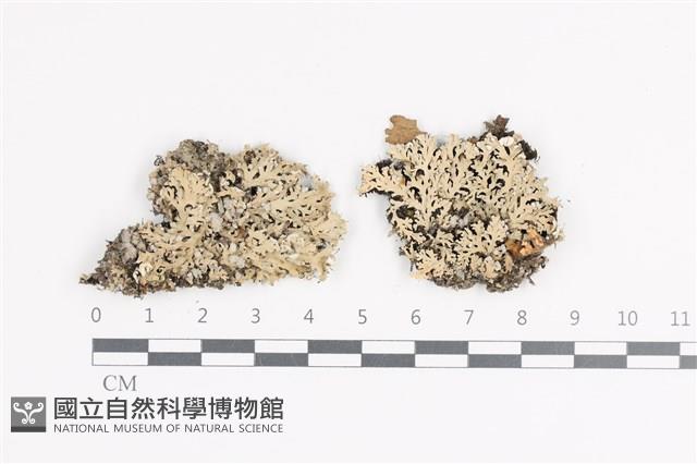 登錄號:L00001755藏品圖，第1張