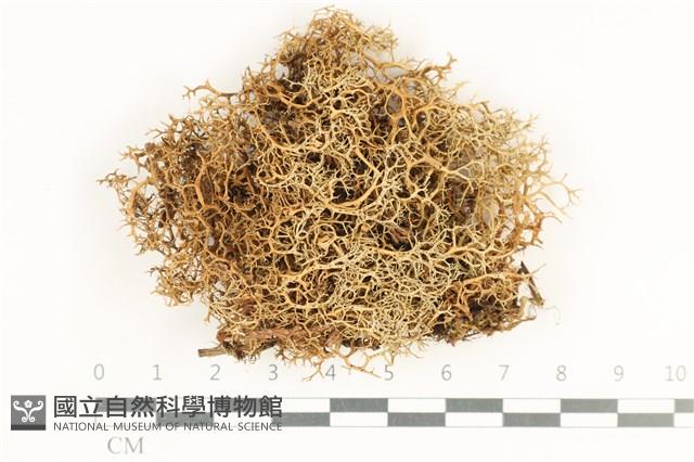 穿杯石蕊島衣變種藏品圖，第1張