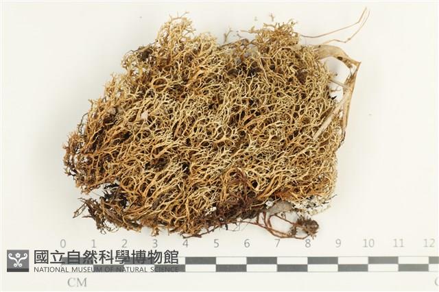 登錄號:L00001733藏品圖，第1張