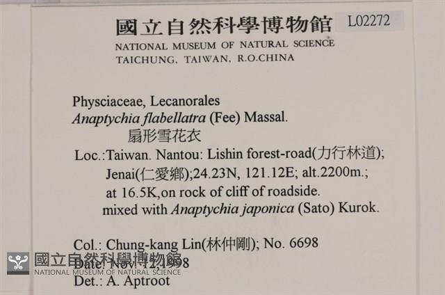 扇形雪花衣藏品圖，第2張