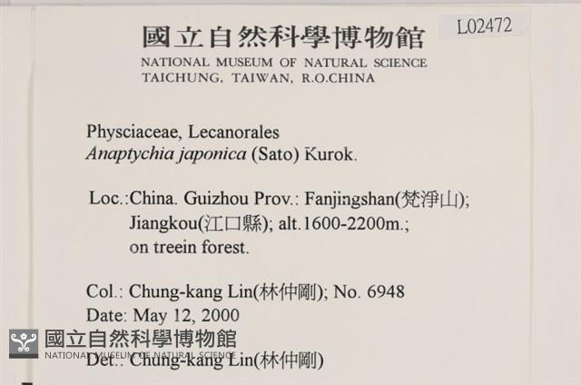 日本雪花衣藏品圖，第2張