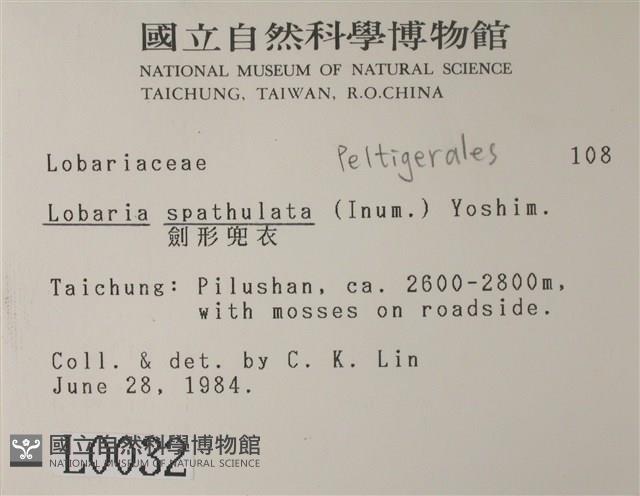 劍形兜衣藏品圖，第2張