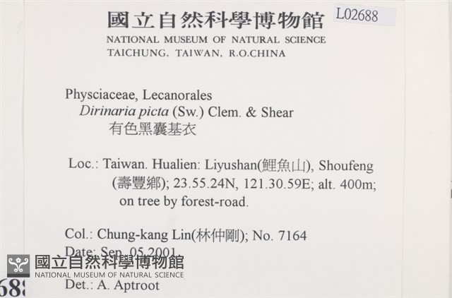 有色黑囊基衣藏品圖，第2張