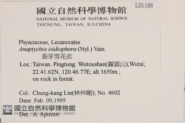 裂芽雪花衣藏品圖，第2張