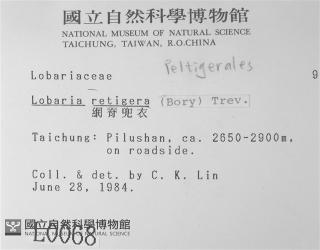 網脊兜衣藏品圖，第2張